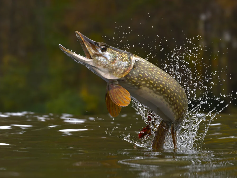 Zenith Lures Banner