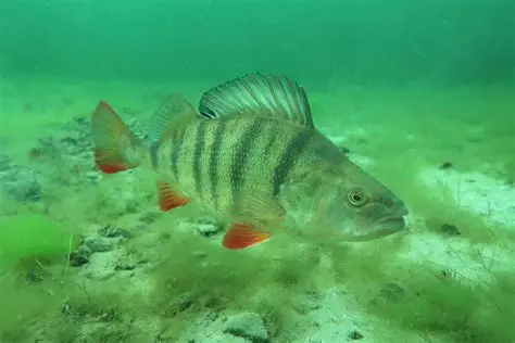 Perch