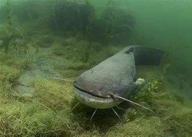 Catfish